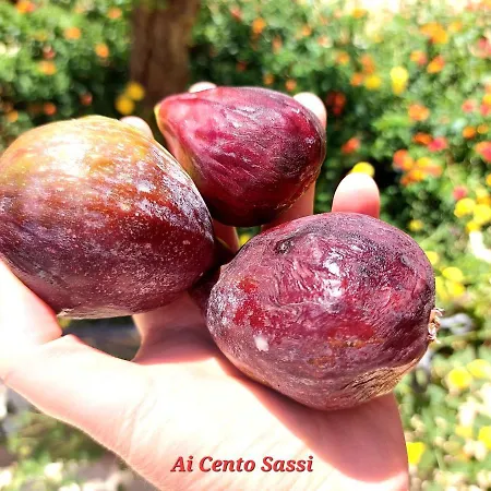 Trullo Ai Cento Sassi * קסטלאנה גרוטה